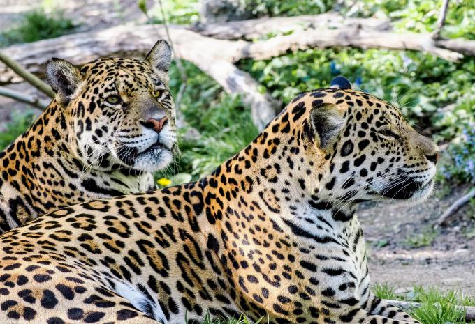 Zoo Hellbrunn Salburg