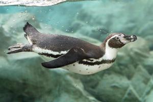 Tiergarten Schönbrunn