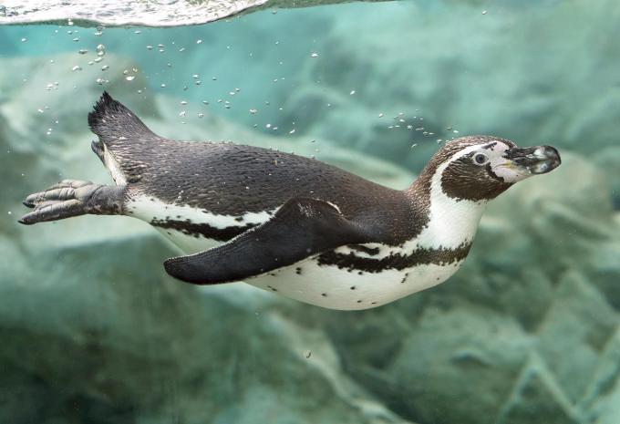 Tiergarten Schönbrunn