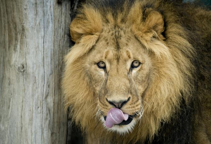 Tiergarten Schönbrunn