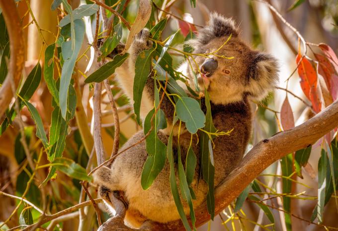 Hanson Bay Wildlife Sanctuary