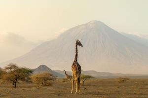 Tansania & Sansibar - Safari & Baden