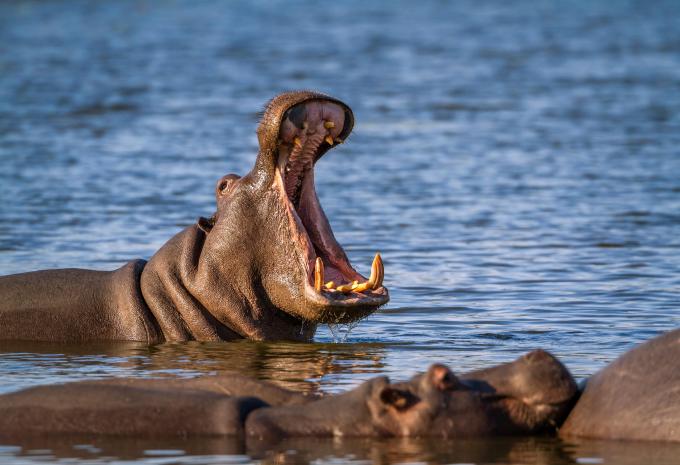 Von Lissabon nach Südafrika - Luxuskreuzfahrt, Rundreise & Safari