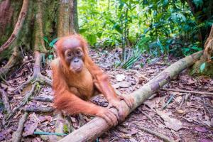 Orangutan - Java - Bali - Rundreise