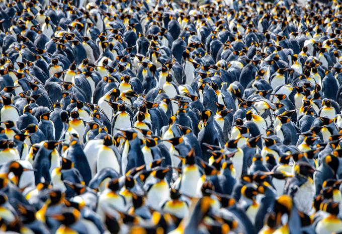 Pinguine auf Macquarie Island