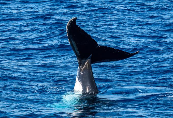 Neuseeland & Subantarktischen Inseln - Expeditionskreuzfahrt & Rundreise