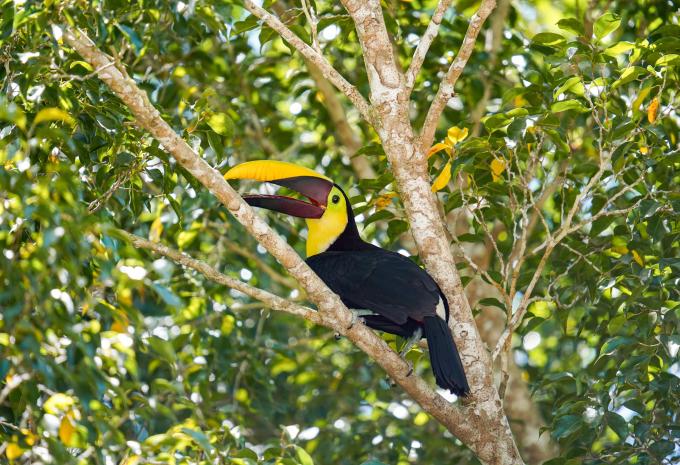 Tukan in Costa Rica