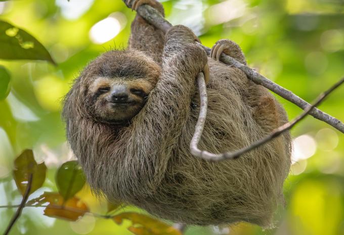 Faultier in Costa Rica