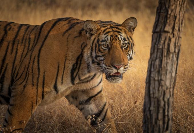 Ranthambore National Park