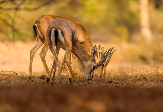 Ranthambore National Park