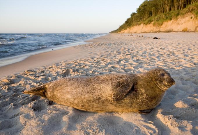 Ostsee - Seeheilbad Graal-Müritz