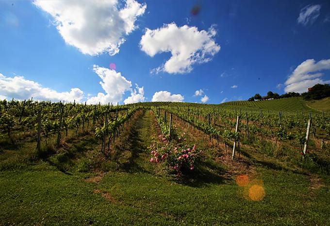 Gamlitz an der Weinstraße