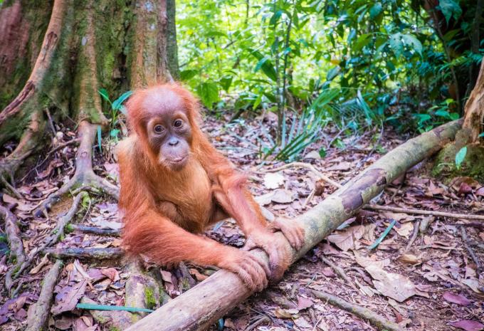 Malaysia & Borneo - Rundreise & Baden