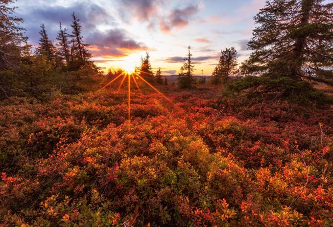 Herbstfarben in Lappland