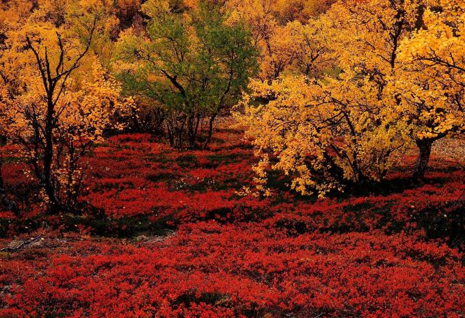 Erlebnisreise Lappland