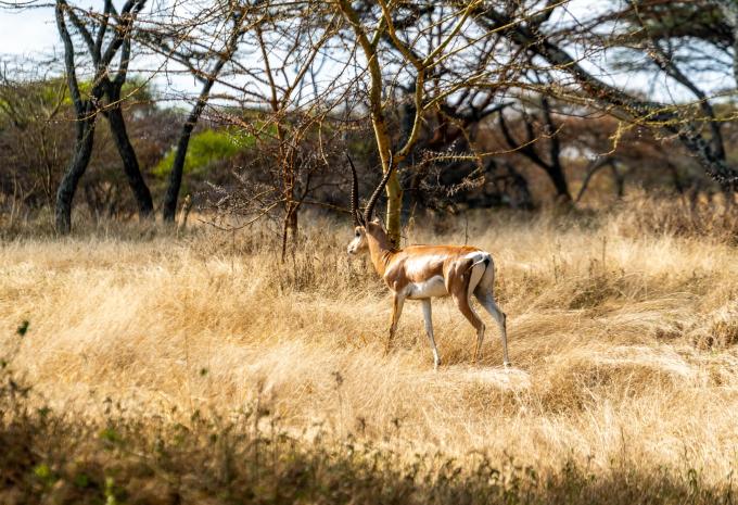 Abijatta-Shalla National Park