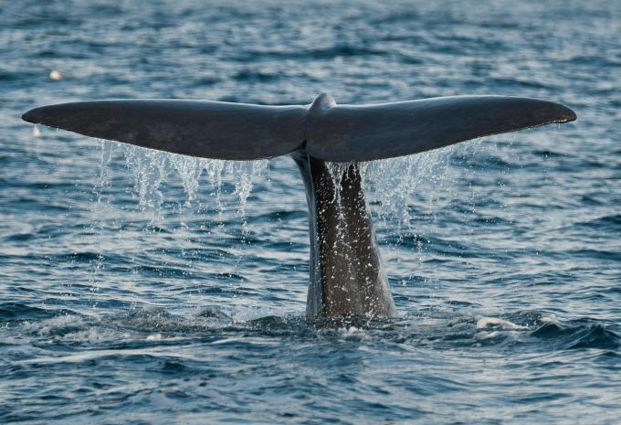 Azoren & Lissabon - Inselhüpfen & City-Trip