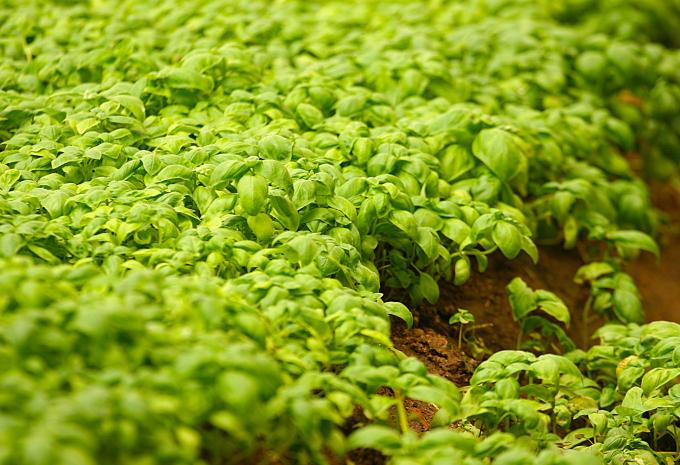 Basilikum Gewächshäuser Prà