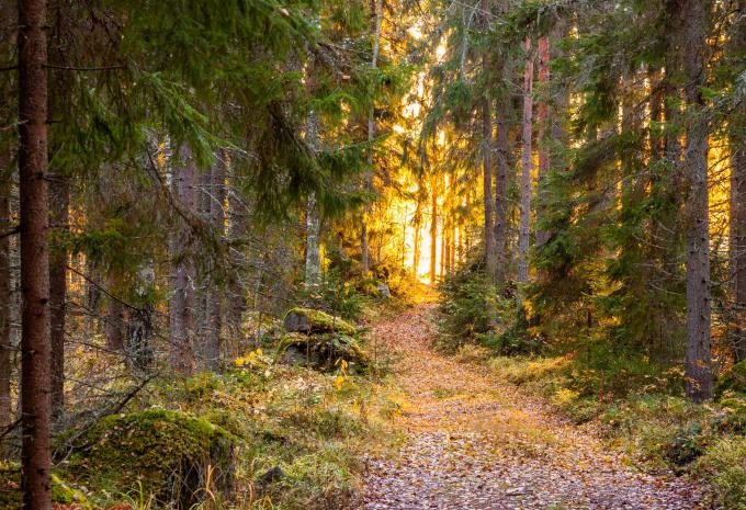 Spätsommerlicher Wald