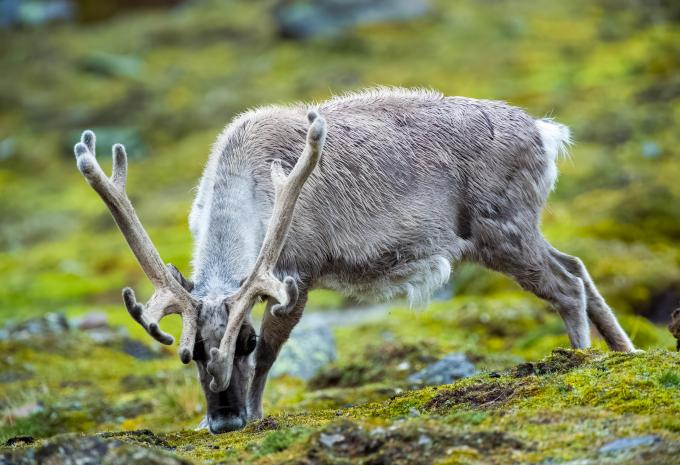 Lappland und Lofoten