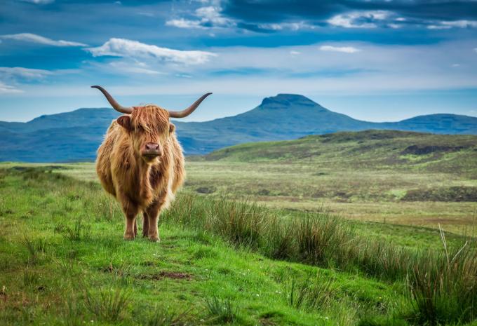 Schottisches Hochlandrind
