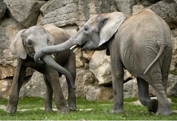 Wien - Tiergarten Schönbrunn