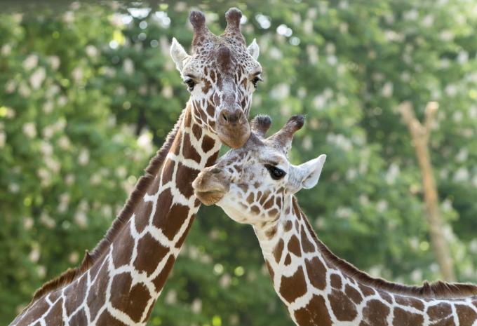 Wien - Tiergarten Schönbrunn