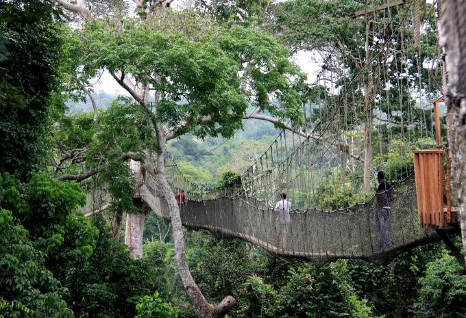 Canopy Walkway