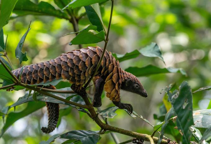 Pangolin