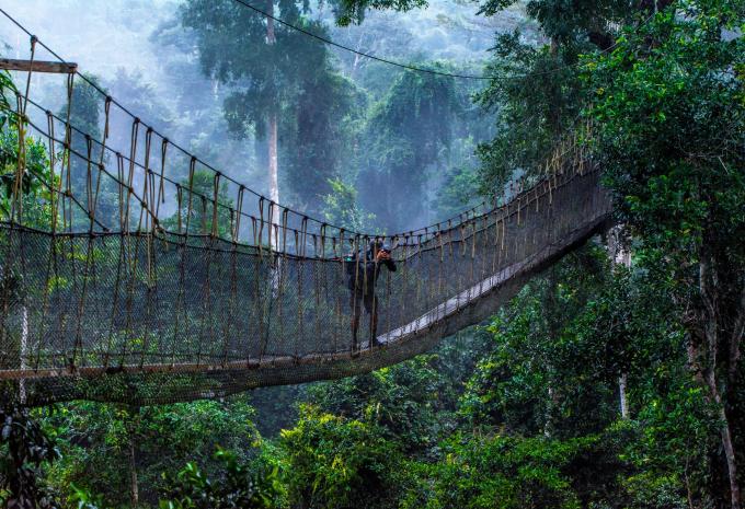 Canopy Walkway