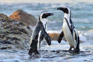 Südafrika - Kapstadt, Garden Route & Big Five  - Rundreise