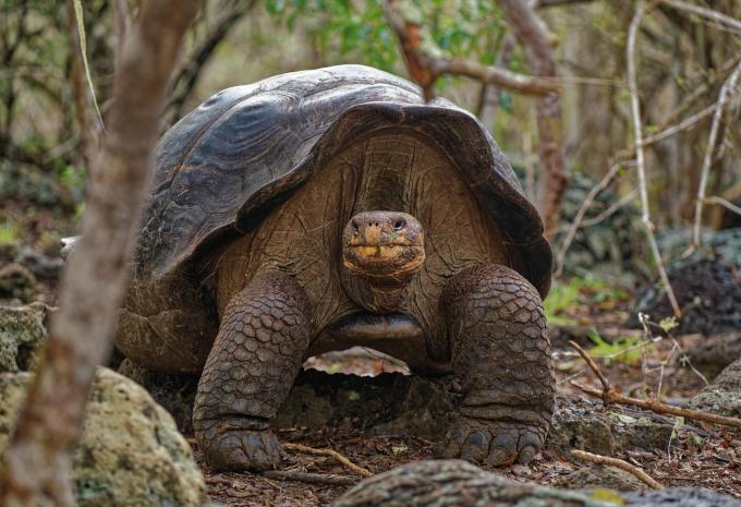 Ecuador & Galápagos Inseln - Rundreise