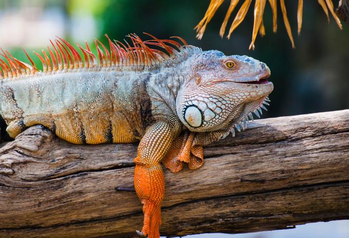 Ecuador & Galápagos Inseln - Rundreise