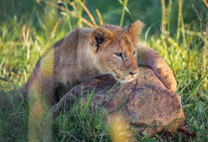 Kenia - Im Reich der Big Five - Rundreise, Safari & Baden