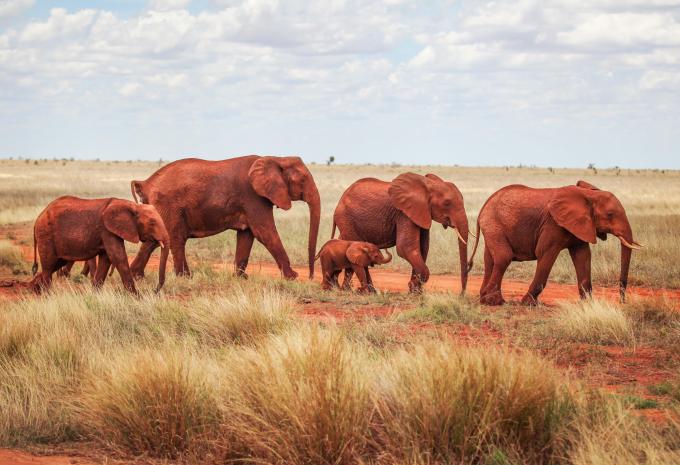 Rote Elefanten im Tsavo-Ost-Nationalpark
