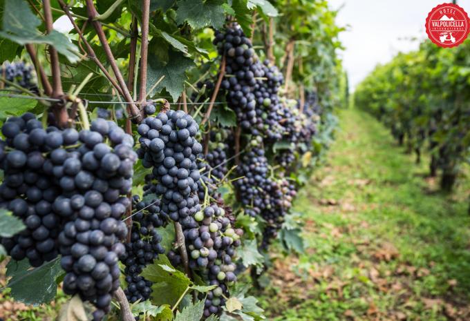 San Pietro in Cariano