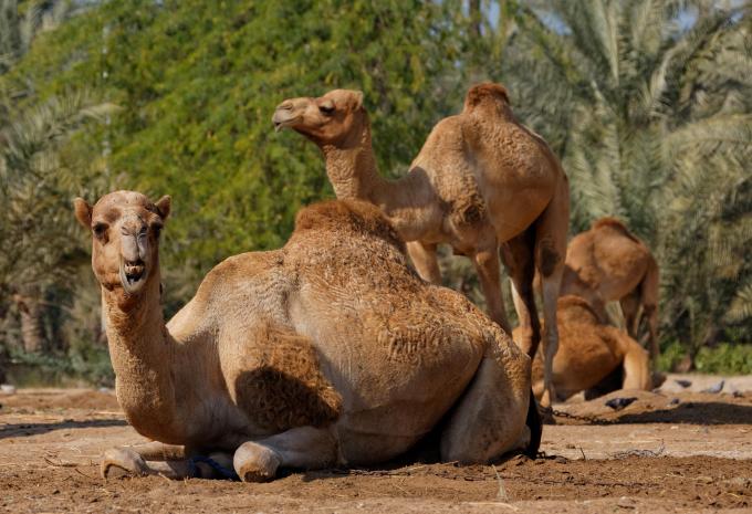 Bahrain - City Trip & Baden