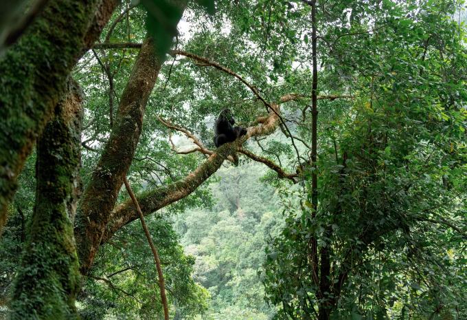 Uganda - Im Reich der Gorillas & Schimpansen - Rundreise & Safari