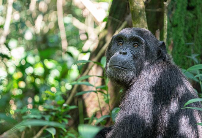 Uganda - Im Reich der Gorillas & Schimpansen - Rundreise & Safari