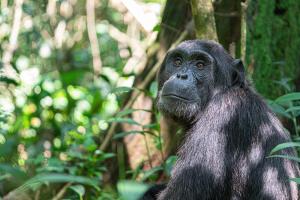 Uganda - Im Reich der Gorillas & Schimpansen - Rundreise & Safari