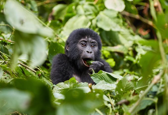 Uganda - Im Reich der Gorillas & Schimpansen - Rundreise & Safari