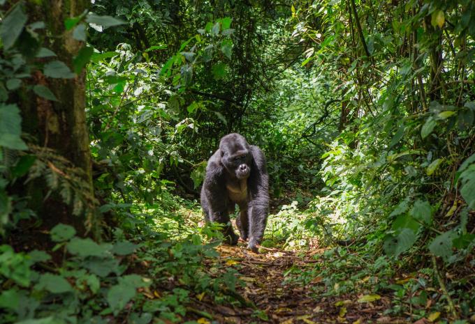 Uganda - Im Reich der Gorillas & Schimpansen - Rundreise & Safari