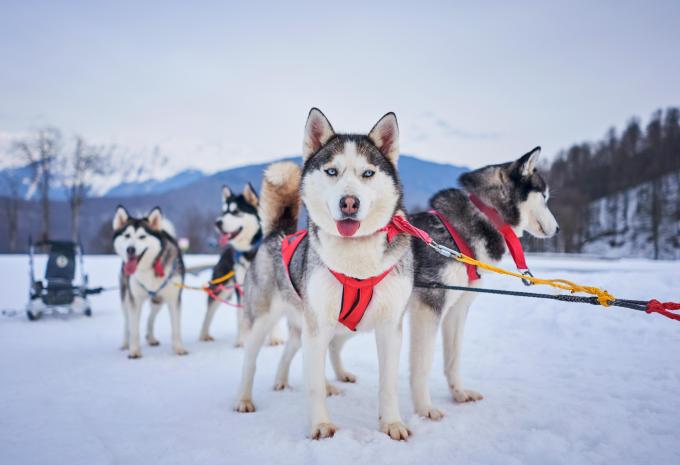 Huskyschlitten Fahrt