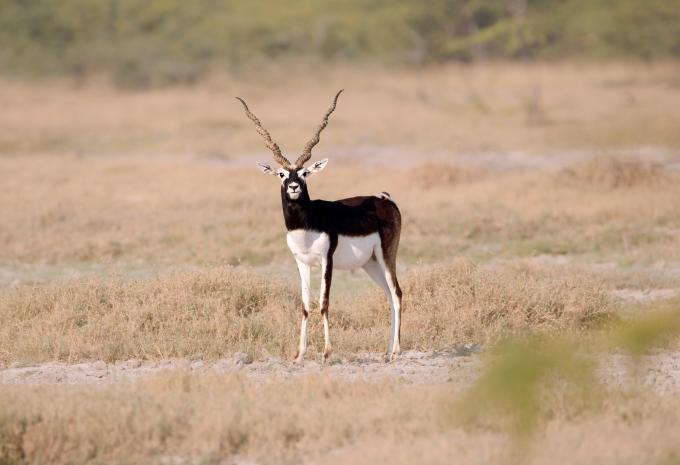 Blackbuck in der Gegend des  Bishnoi-Dorfes