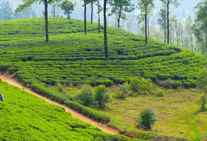 Sri Lanka - Rundreise & Baden