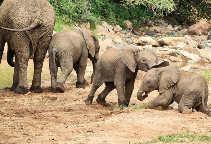 Tansania & Sansibar - Safari & Baden