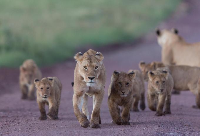 Tansania & Sansibar - Safari & Baden