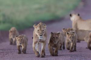 Tansania & Sansibar - Safari & Baden