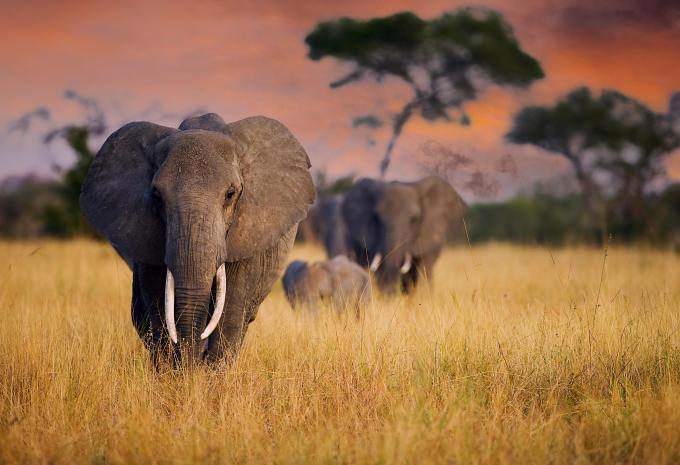 Tansania & Sansibar - Safari & Baden