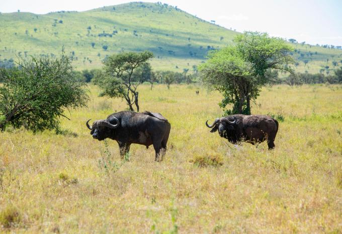 Kenia & Tansania - Safari